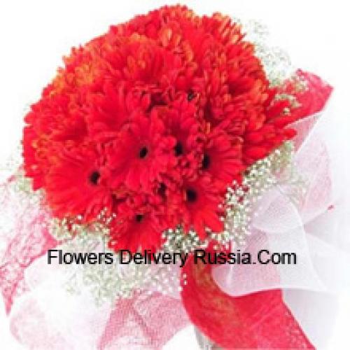 Cute 37 Red Gerberas