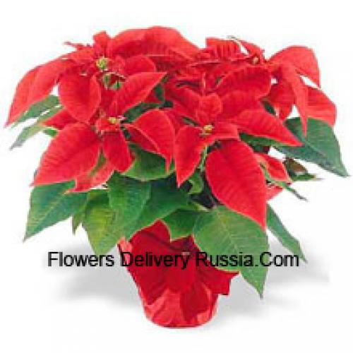 Beautiful Red Poinsettias